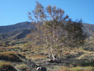 rrente Quarantore-01-11-2012 11-05-01